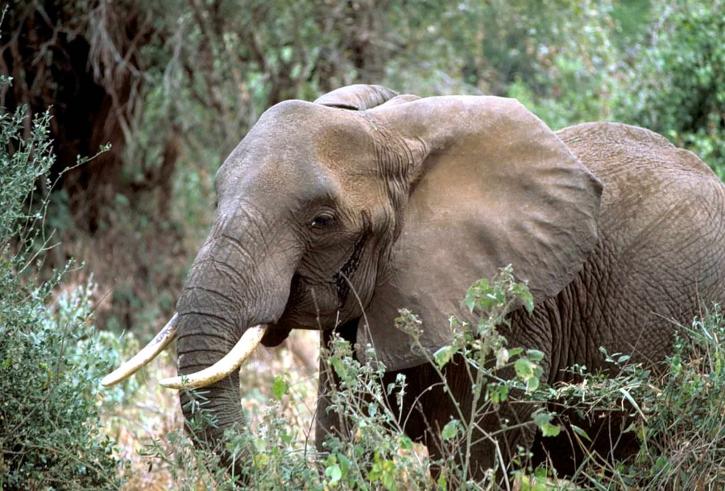 L'éléphant