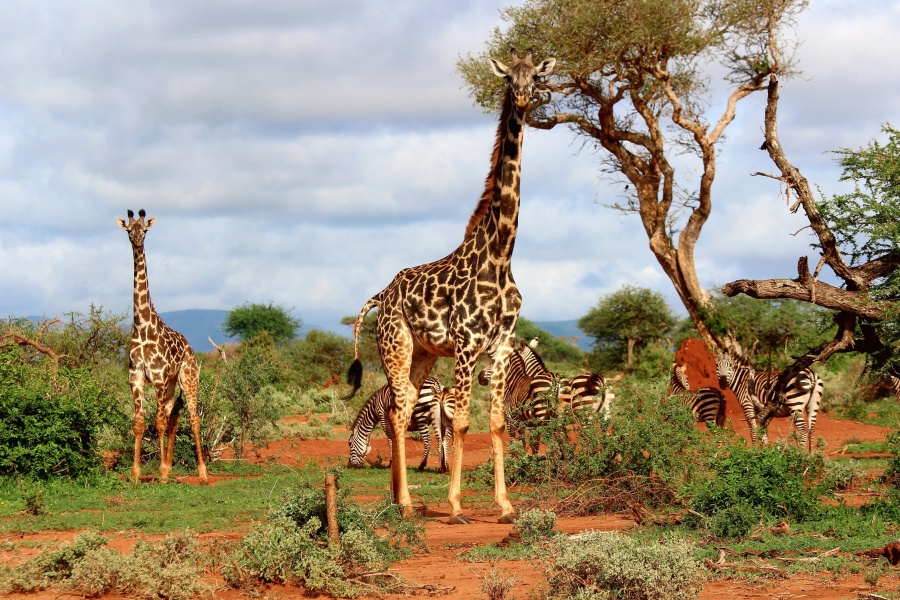 La girafe